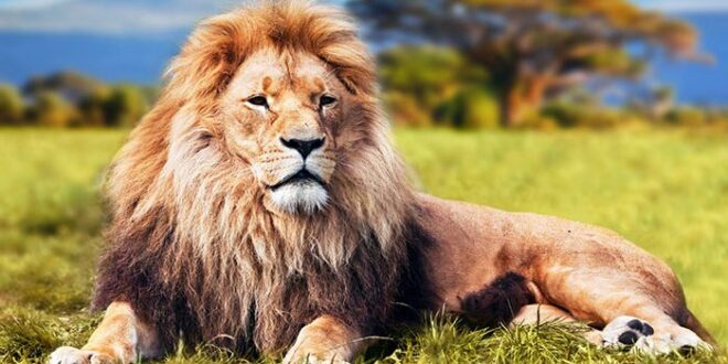 تعبیر خواب شیر:دیدن شیر جنگل در خواب