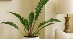 فیلودندرون رینگ آف فایر: ستاره‌ی سبز خونه‌ت