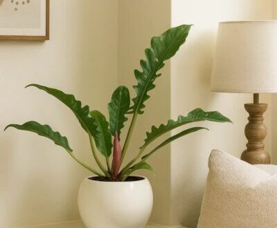 فیلودندرون رینگ آف فایر: ستاره‌ی سبز خونه‌ت