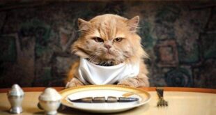 نگهداری از پت در دوران تورم؛ ۵ ترفند اقتصادی برای کاهش 20 درصدی هزینه‌ها بدون افت کیفیت